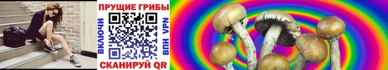 где купить Шагонар Псилоцибиновые грибы Psilocybe